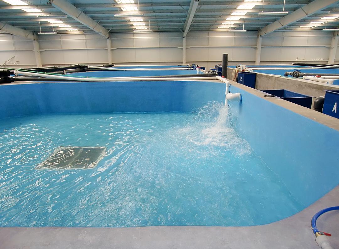 Реконструкция осетровой фермы 50 т — фото 2
