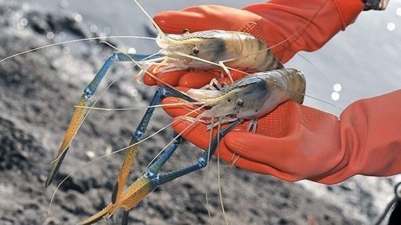 Креветка Розенберга